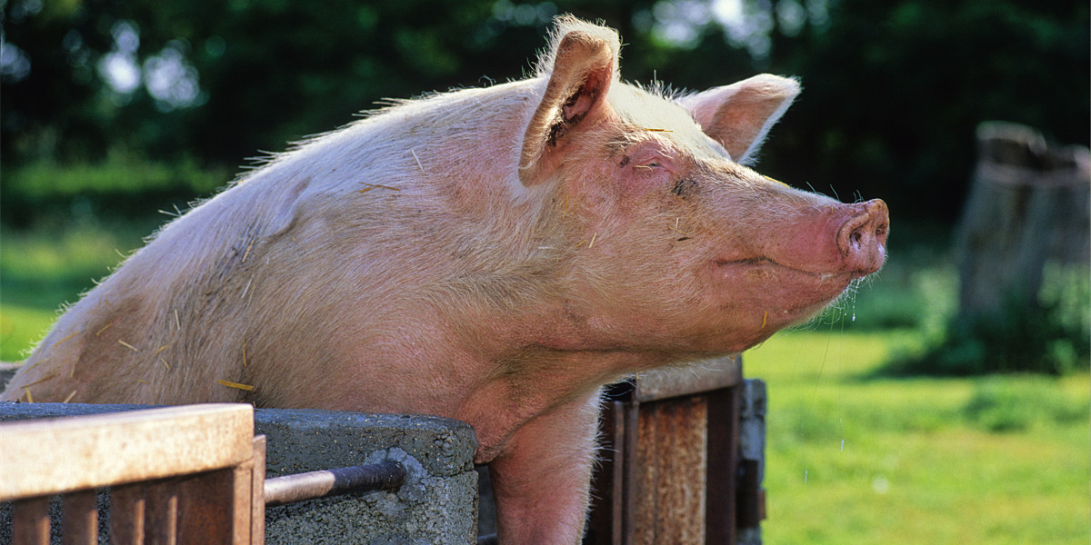 精液应激试验预测公猪精液受精能力的适用性