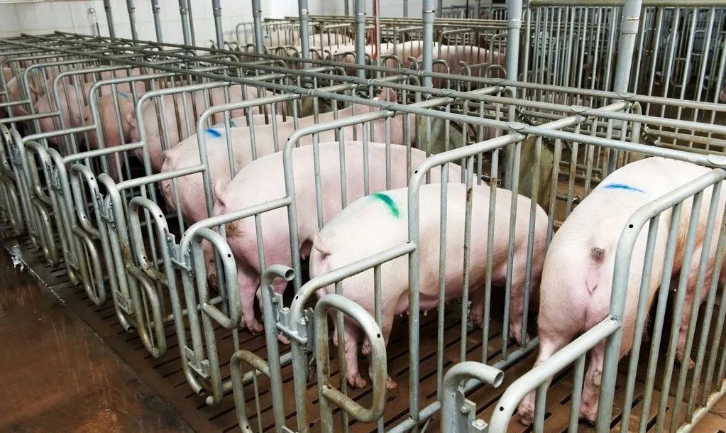 夏季母猪受胎率低是什么原因？怎么解决？