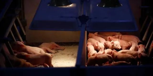 新出生的小猪们得到充分的保暖