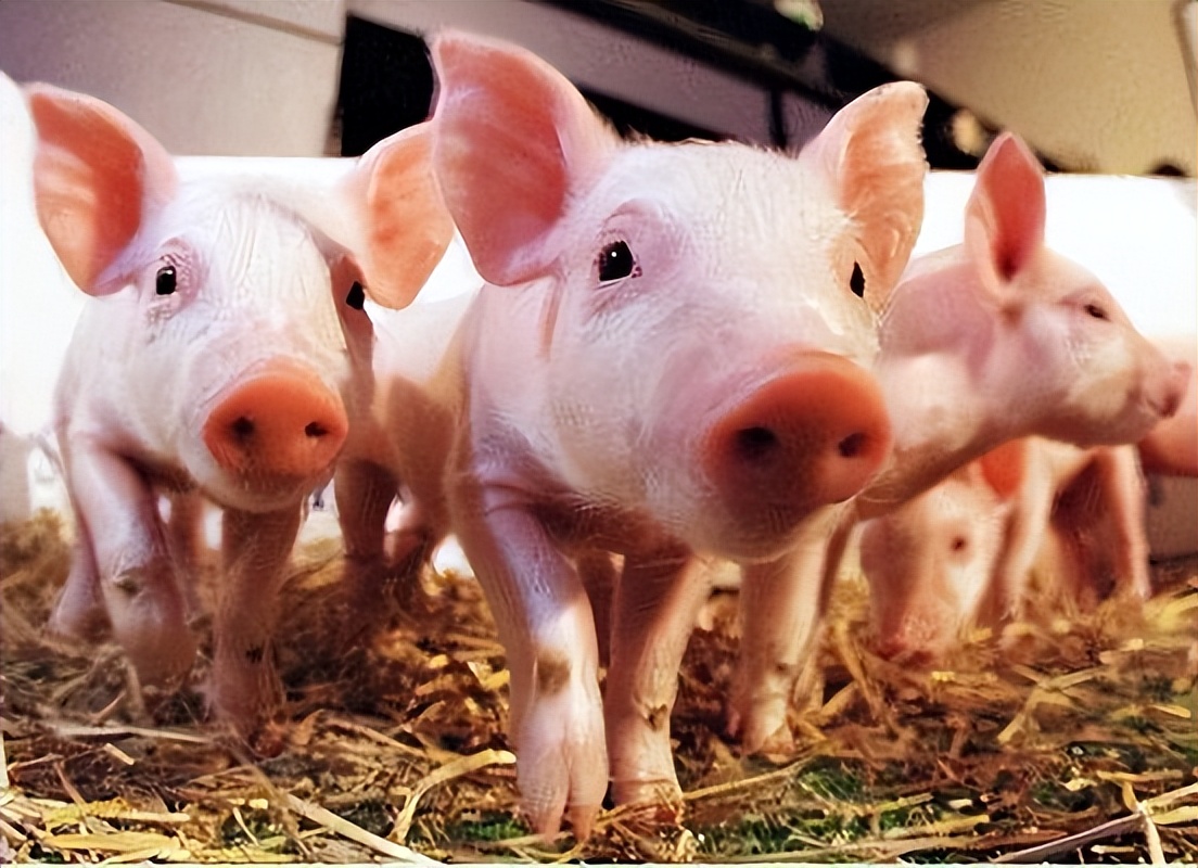 6月6日仔猪价格：30斤仔猪价格开启“震荡”！饲料价格上涨“逼退”养殖户？