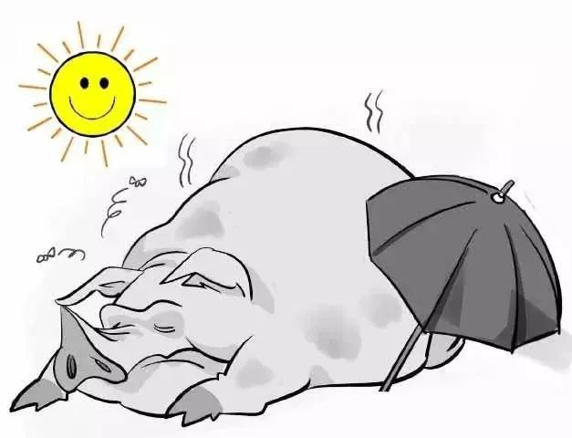 夏季猪场发生中暑怎么办？防治措施都有哪些？