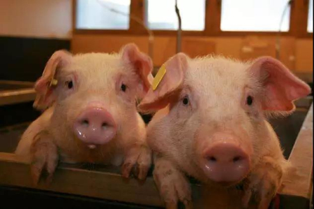 环境对猪有什么影响？保育猪舍的环境控制