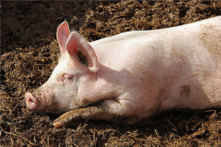 猪体温升高、采食量下降、生长受阻，是由什么原因引起的呢？