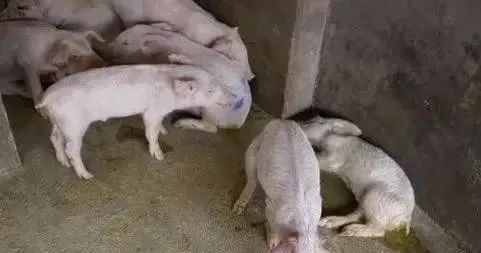 生猪养殖