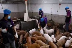 摆脱“外国种猪依赖”！中国种猪企业正在走一条自给自足的高科技路线