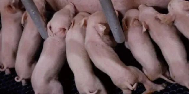 新出生的小猪们正围着妈妈喝母乳