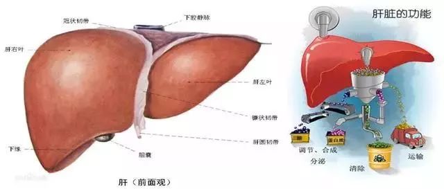 肝脏的功能