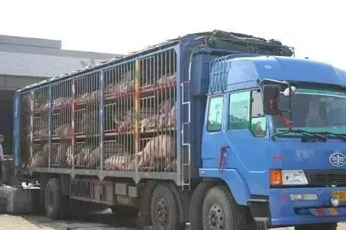 防止生猪产能大幅波动！《广东河源市生猪产能调控实施方案（暂行）》权威解读