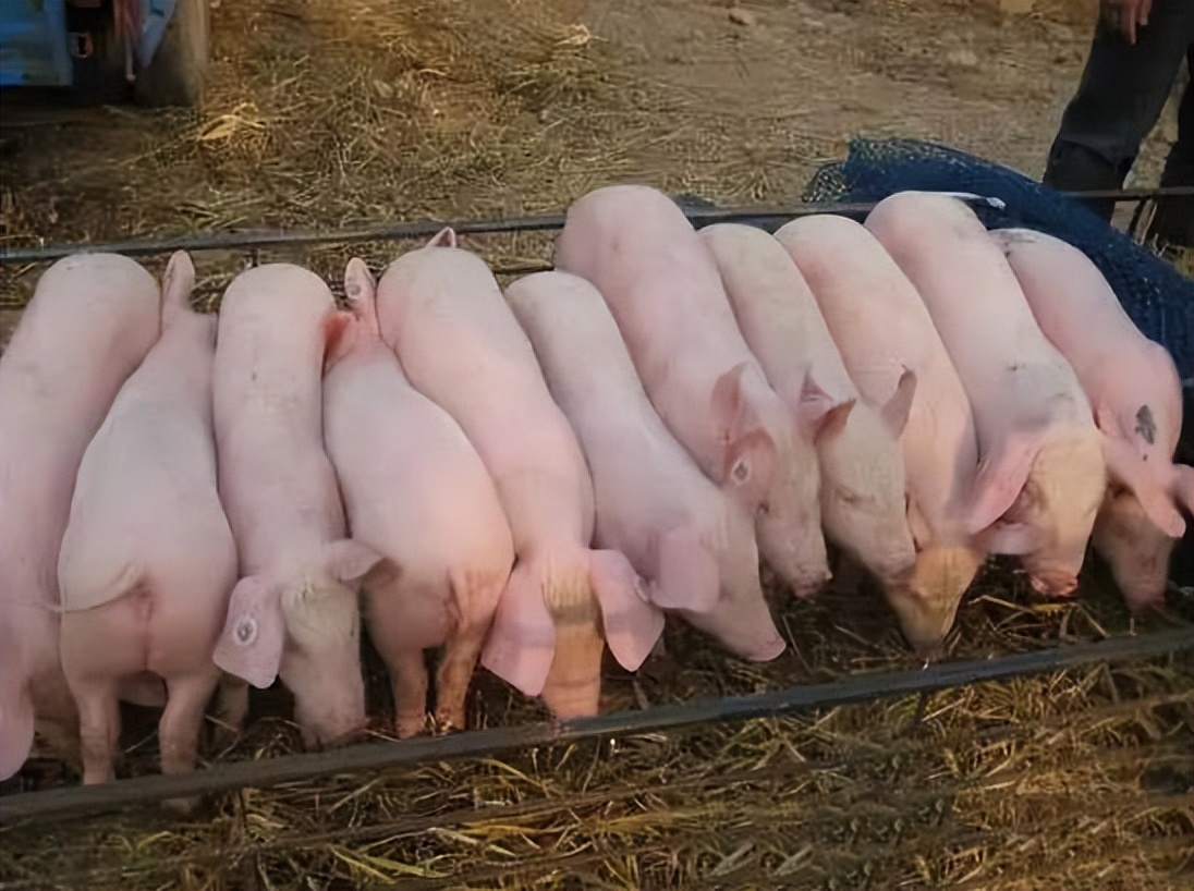 猪价上行趋势不改，仔猪价格连涨10周！养殖户新盈利周期已开启？