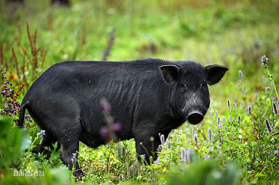 提升黑猪美誉度！安徽斯高德助力黟县“五黑”产业发展，打造标准化养殖基地