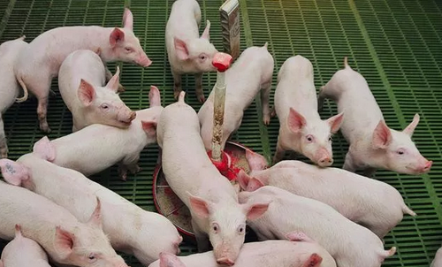 5月头部猪企有一定缩量动作，6月存在肥猪集中释放的风险？