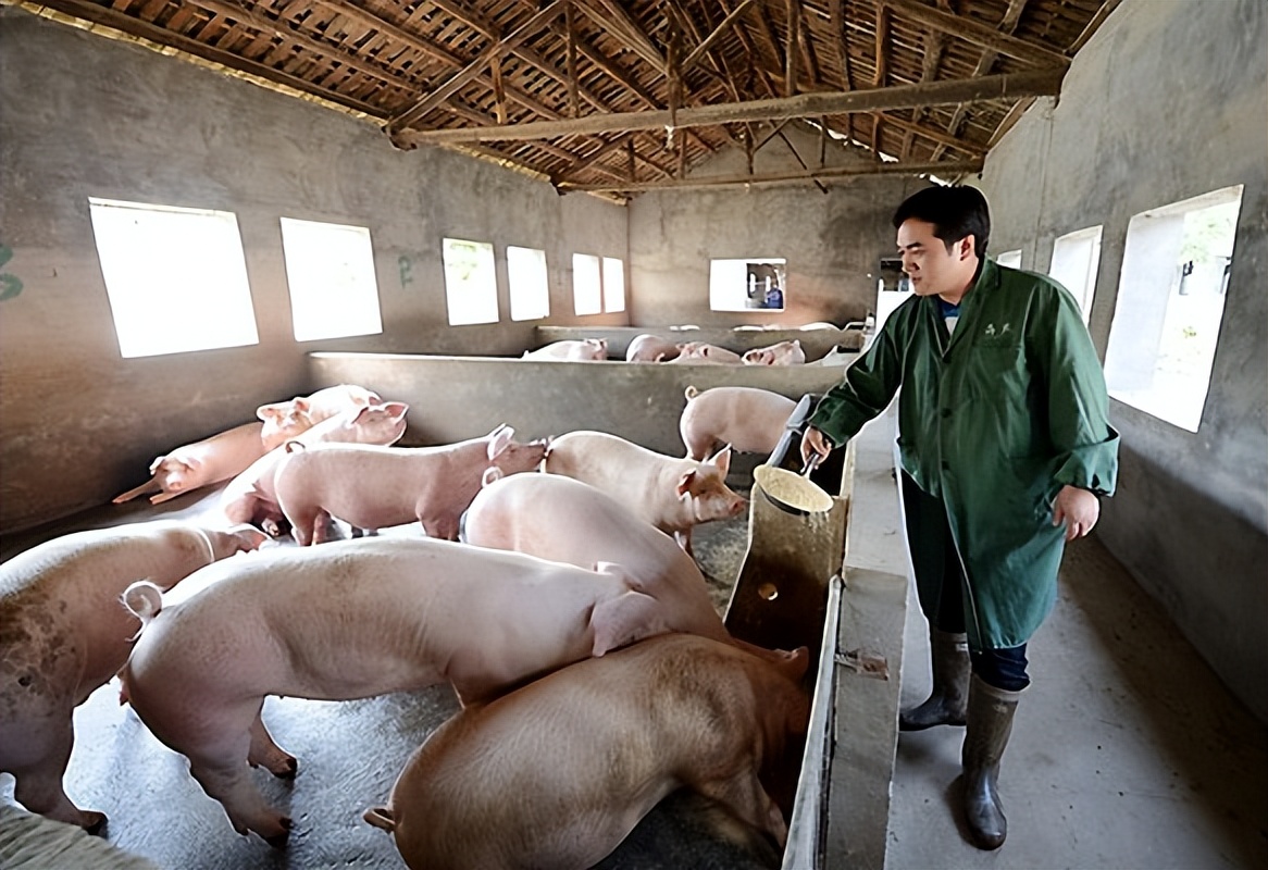 6月13日全国生猪价格，30个省“飘红”上涨，上涨通道再次开启？