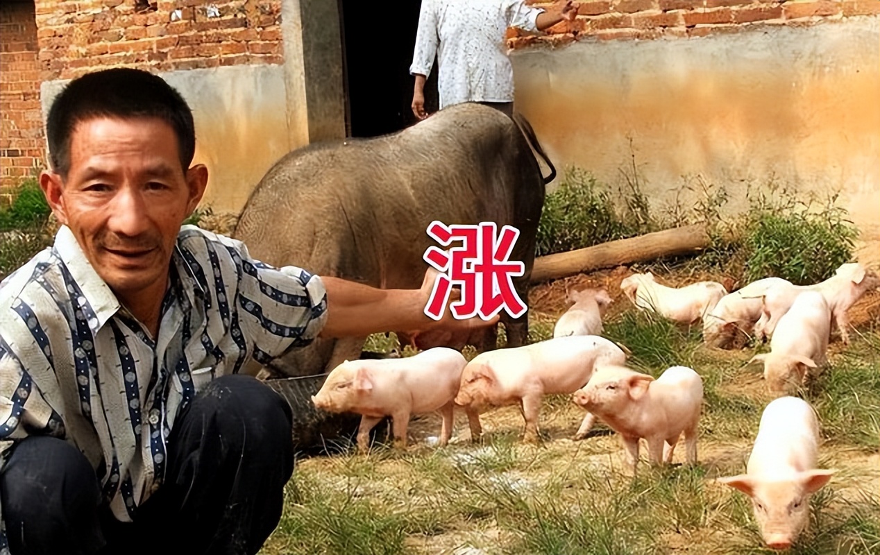 6月13日猪价：30个省“飘红”上涨，生猪价格上涨通道再次开启？