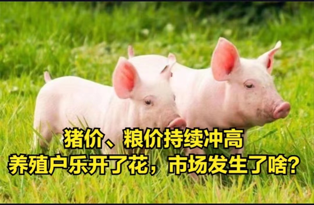 猪价涨了，粮价也涨了，还有上涨空间吗？
