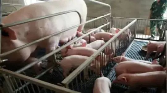 母猪产后奶水不足