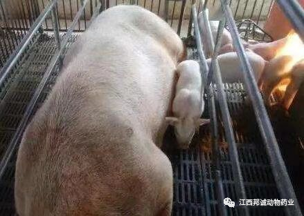 母猪产前产后厌食