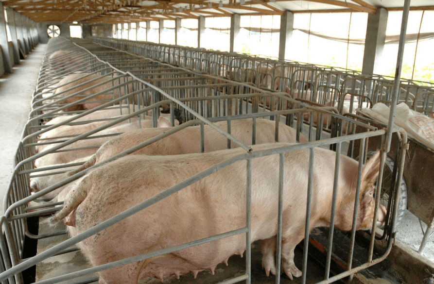 气候温度变化对猪舍系统有哪些影响？养殖户可以这样做应对气候变化
