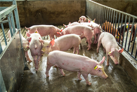 广西1万头猪被洪水围困！近期江南和华南地区将有强降水，猪场如何自救？
