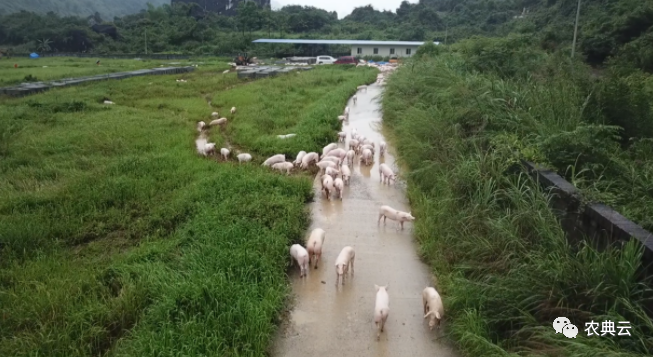 广西1万头猪被洪水围困！近期江南和华南地区将有强降水，猪场如何自救？
