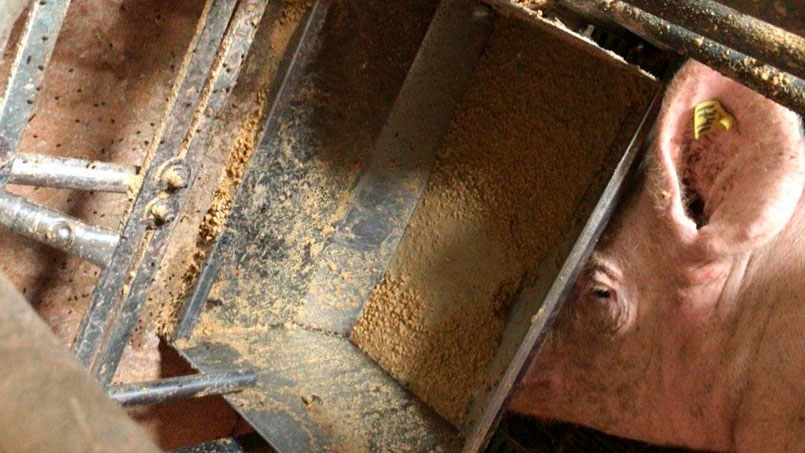 防止母猪在分娩前后断料