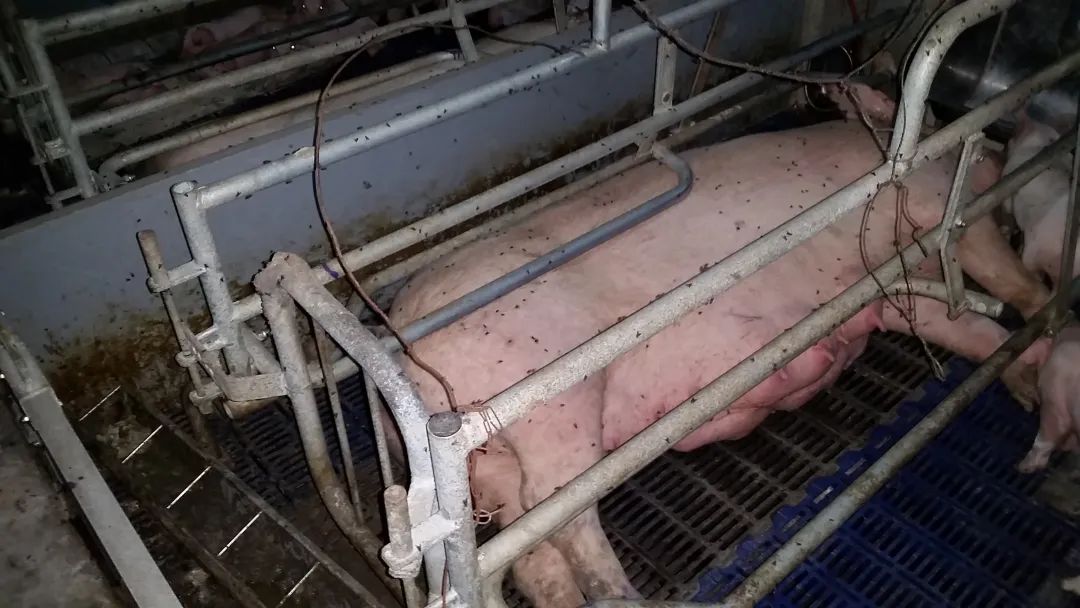 猪场蚊虫