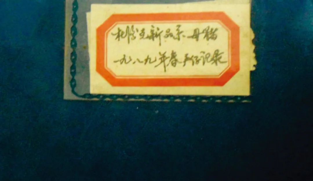天种