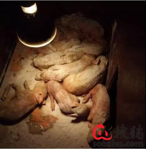 仔猪流行性腹泻