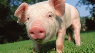 2022年06月16日全国各省市10公斤仔猪价格行情报价，仔猪价格回落，猪价后市预期如何？