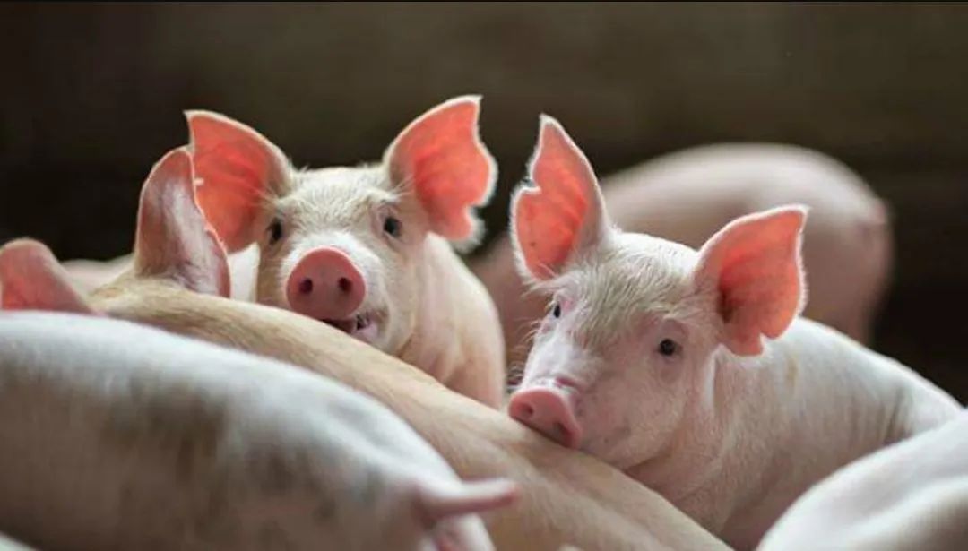 猪肉消费难提振，为何猪价一路上涨？原因在这！