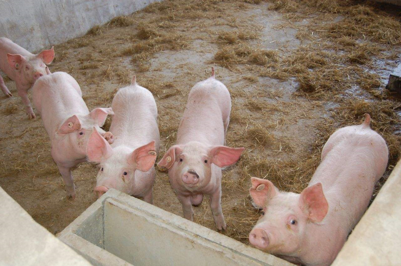猪吃料正常，却反复咳喘，该怎么治疗？
