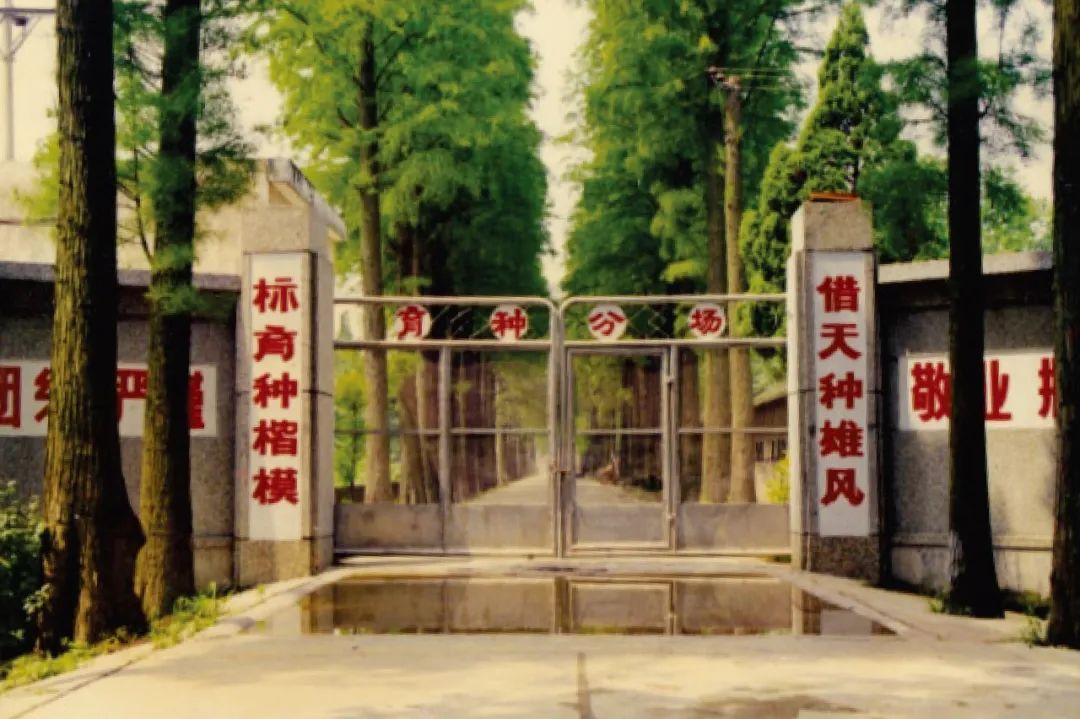 天种