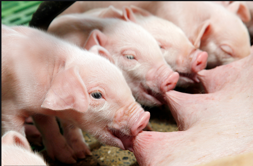 2022年06月16日全国各省市20公斤仔猪价格行情报价，仔猪涨势回落，养殖户补栏热情逐渐减退