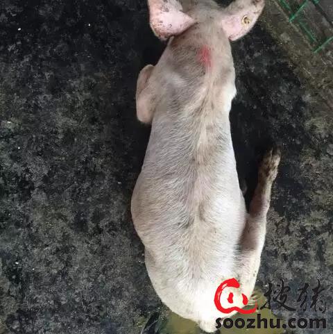 病猪排水样稀便