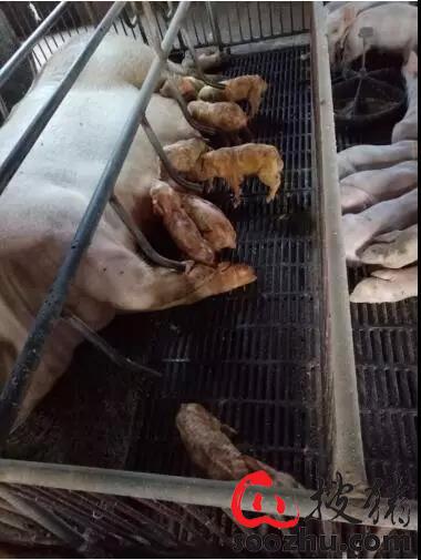母猪腹泻及呕吐