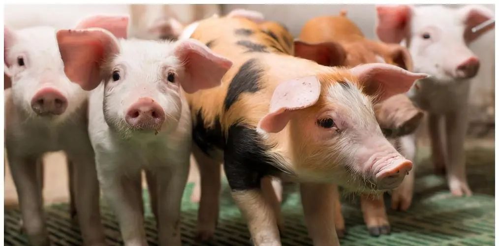 中小养猪农户，如何在乡村振兴中借力？先做到这3点！