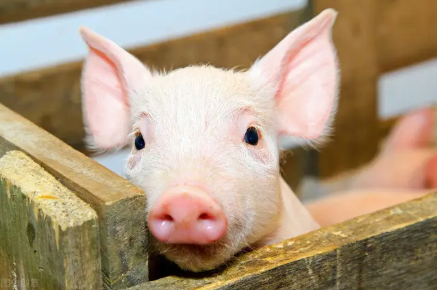生猪价格连续11周回升，后市供应有保障