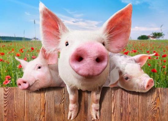 2022年06月17日全国各省市15公斤仔猪价格行情报价，仔猪销售市场冷清，补栏最佳时期已过？