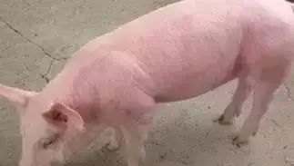 附红细胞体病