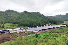 生态、经济双丰收！走出生猪产业发展新路子