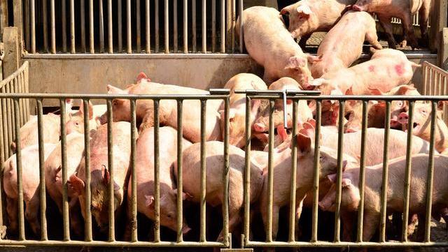 6月18日猪价：养猪大省散户退出超70%！牧原预测下半年猪价10元，会不会有坑？