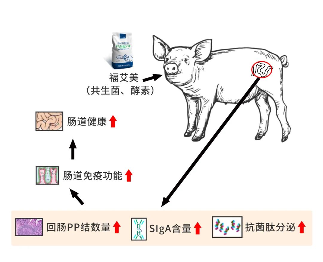 福艾美促进抗菌肽分泌，增强仔猪肠道免疫功能