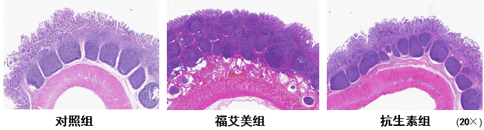 回肠PP结数量观察