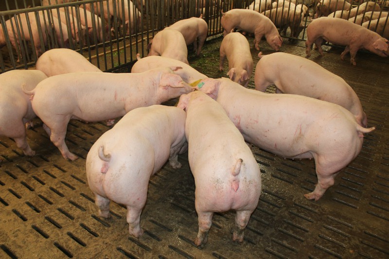 2022年06月19日全国各省市种猪价格报价表，猪价连创年内新高，种猪要吃香？