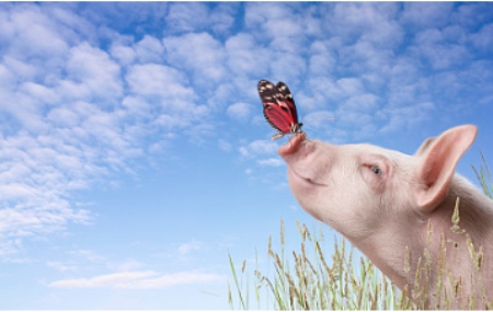 牧原股份预计下半年猪价能够达到18元/kg-20元/kg