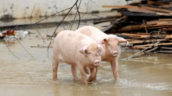 广西宾阳牧原农牧13万头生猪受洪水灾害，目前情况已好转