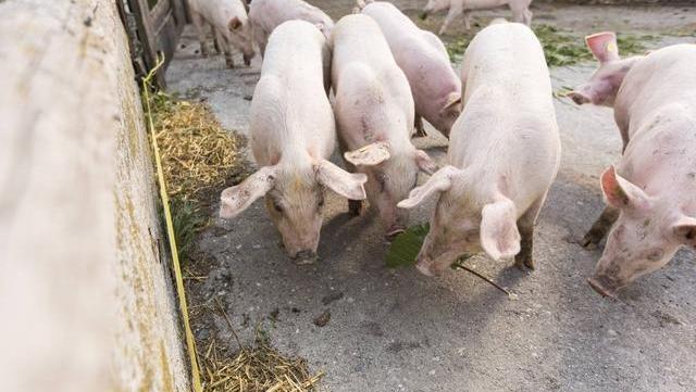 6—8月猪肉将进入传统终端需求淡，生猪价格或将调整