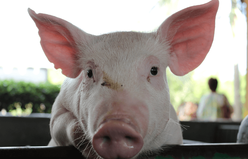 中药喂猪不但减少饲养成本还能预防猪病，真有这么好？