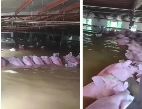猪场被淹