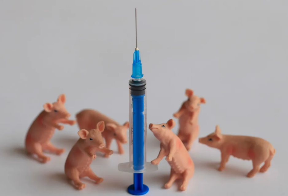 越南非瘟疫苗上市是灾难还是福音？越南疫苗会进入中国吗？