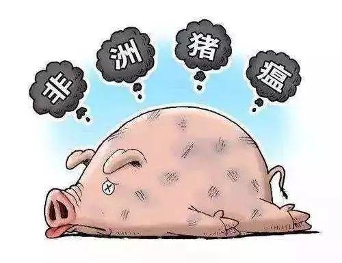 非洲猪瘟传入中国44个月，给养猪人带来了哪些教育和启示呢？